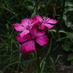 Dianthus cruentus - Anjer