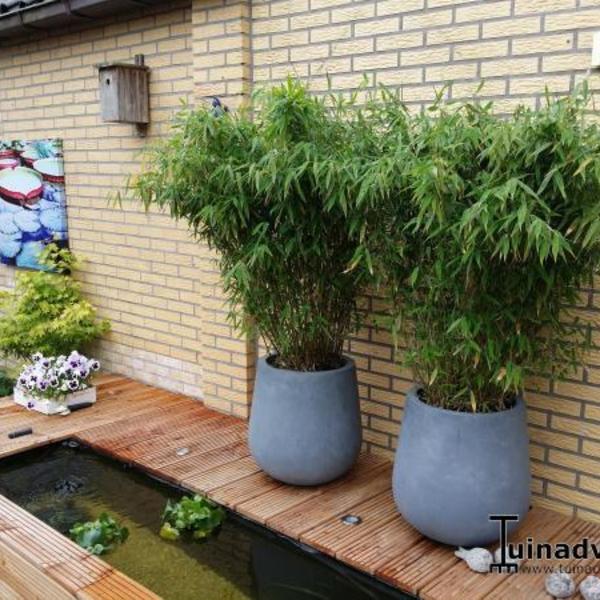 oosters Koken gokken Bamboe - Fargesia murieliae 'Jumbo' - Haagplanten - Planten online kopen |  Tuinadvies