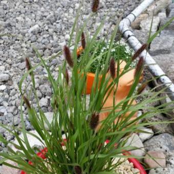 Pennisetum massaicum 'Red Bunny Tails'