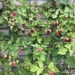 Braambes - Rubus fruticosus 'Loch Ness'