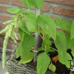 Amaranthus caudatus 'Green Cascade' - Amaranthus caudatus 'Green Cascade' - Kattenstaartamarant