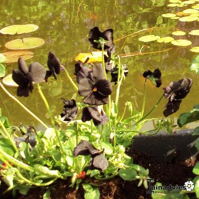 Zwarte viooltjes - Viola cornuta 'Molly Sanderson'