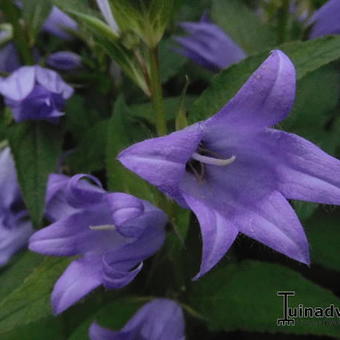 Campanula latifolia var. macrantha