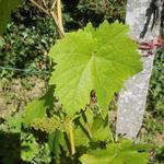 Vitis vinifera 'Dornfelder' - Druif, blauwe druif