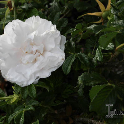 Roos - Rosa 'Blanc Double de Coubert'