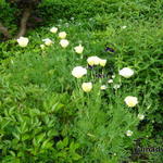Eschscholzia californica 'Cream Swirl'  - Eschscholzia californica 'Cream Swirl'  - Slaapmutsje