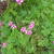 Oxalis articulata subsp. rubra