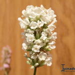 Lavandula angustifolia `Felice White` - Lavendel