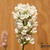 Lavandula angustifolia `Felice White`