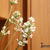 Lavandula angustifolia `Felice White`