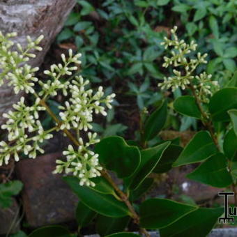 Ligustrum japonicum 'Texanum'