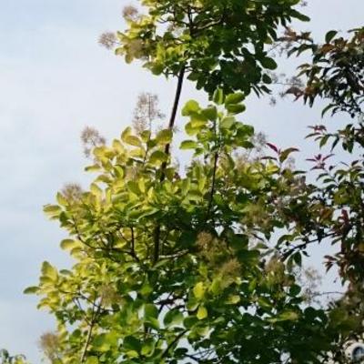 Pruikenboom - Cotinus coggygria 'Golden Spirit'