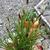 Pennisetum massaicum 'Red Bunny Tails'
