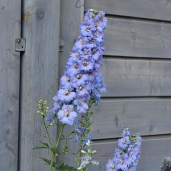 Delphinium 'MAGIC FOUNTAIN Sky Blue/White Bee'