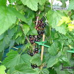 Ribes nigrum 'Big Ben' - Zwarte bes