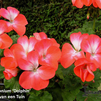 Pelargonium 'Dolphin'