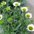 Echinacea 'White Meditation'