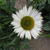 Echinacea 'White Meditation'
