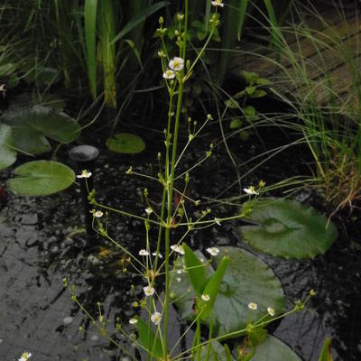 Grote waterweegbree - Alisma plantago-aquatica