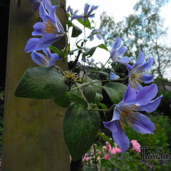 Clematis 'Blue River'