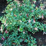 Fuchsia magellanica var. arauco - Bellenplant