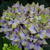 Hydrangea macrophylla 'Fantasia'