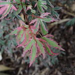 Acer palmatum 'Marlo' - Japanse esdoorn