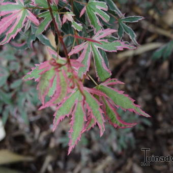 Acer palmatum 'Marlo'
