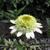 Echinacea purpurea 'Greenline’