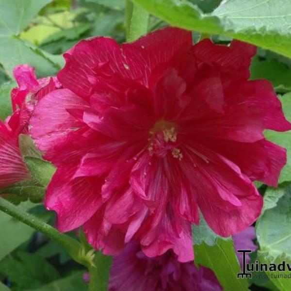 Stokrozen, dwergstokrozen - Alcea rosea 'SPRING CELEBRITIES Carmine Rose'