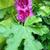 Alcea rosea  'SPRING CELEBRITIES Purple'