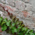 Parthenocissus tricuspidata 'Veitch Boskoop' - Wilde wingerd