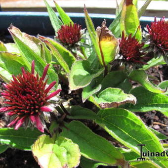 Echinacea '4th of July'