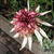 Echinacea purpurea 'Strawberry Shortcake'