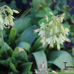 Galtonia viridiflora - Kaapse hyacint