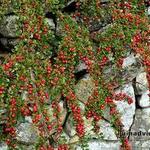 Cotoneaster procumbens 'Queen of Carpets' - Dwergmispel - Cotoneaster procumbens 'Queen of Carpets'