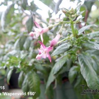 Fuchsia 'Wapenveld 150'