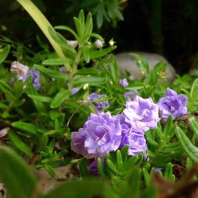 Klokjesbloem - Campanula cochleariifolia 'Blue Baby'