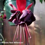 Fuchsia 'Rohees New Millenium' - Bellenplant