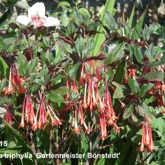 Fuchsia triphylla 'Gartenmeister Bonstedt'