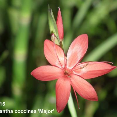 Kafferlelie - Hesperantha coccinea 'Major'
