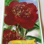 Paeonia lactiflora 'Nippon Beauty' - Pioen