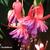 Fuchsia 'Godelieve'
