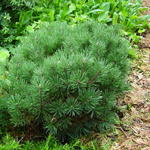 Pinus mugo ‘Mops’ - Bergden