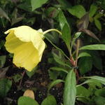 Oenothera odorata ‘Sulphurea’ - Geurende teunisbloem