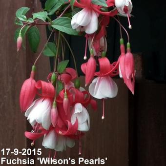 Fuchsia 'Wilson's Pearls'