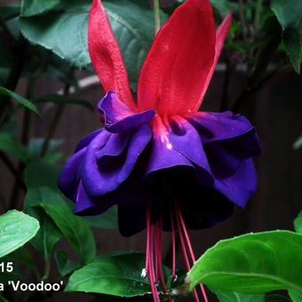 Fuchsia 'Voodoo'