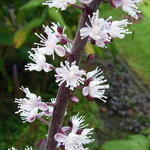 Actaea simplex 'James Compton' - Christoffelkruid