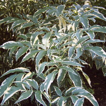 Sambucus nigra 'Albovariegata'