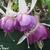 Fuchsia 'Riant'